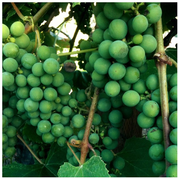 Oregon Wine Grapes Justin Houk Flickr