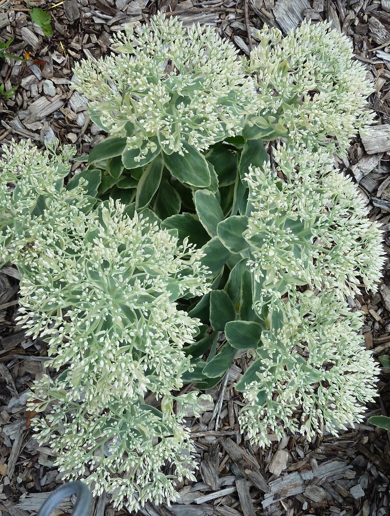 Campton Hills Park, IL, Flora View On Black Mary Warren Flickr