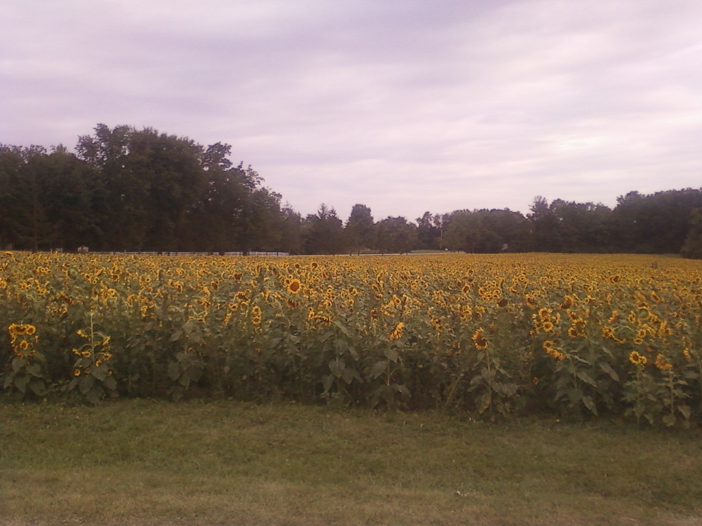 Sunflowers