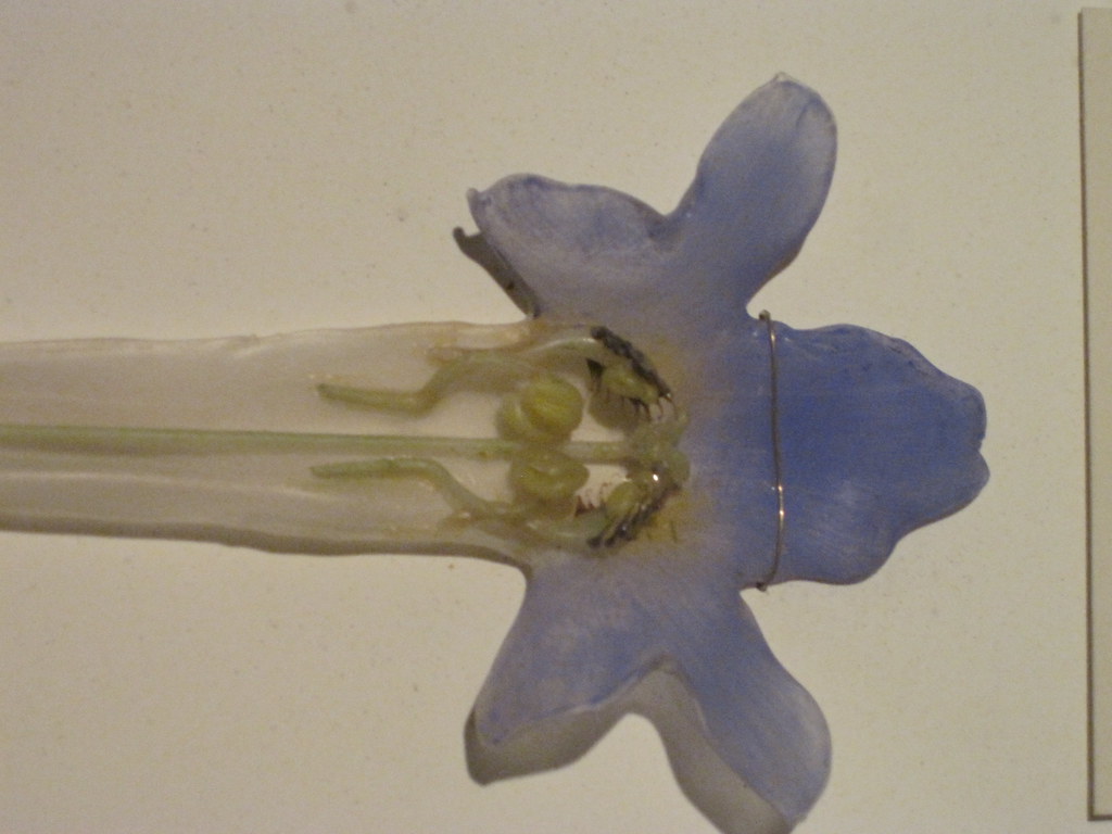 Harvard Glass Flowers Reese Lloyd Flickr