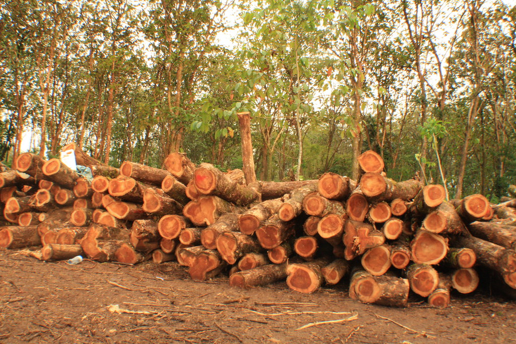 Teak wood extraction Teak land panama Flickr