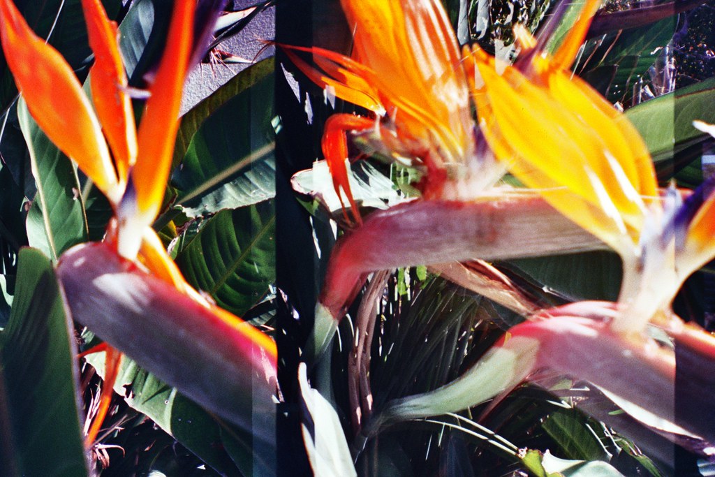 California Flowers Downtown La at Pete Boyett blog