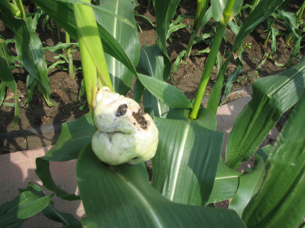 IMG_8606 rotten corn Aug 18, 2011 Robert T Bell Flickr