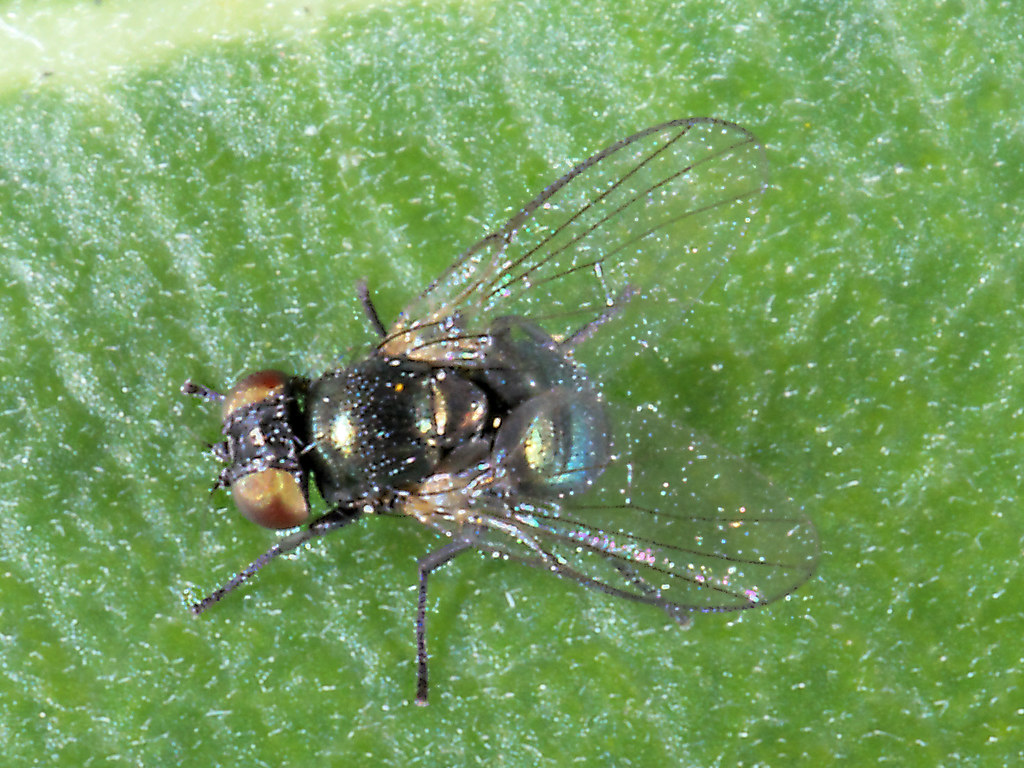 Fly, Bean Fly, Agromyzidae Ophiomyia phaseoli Flickr