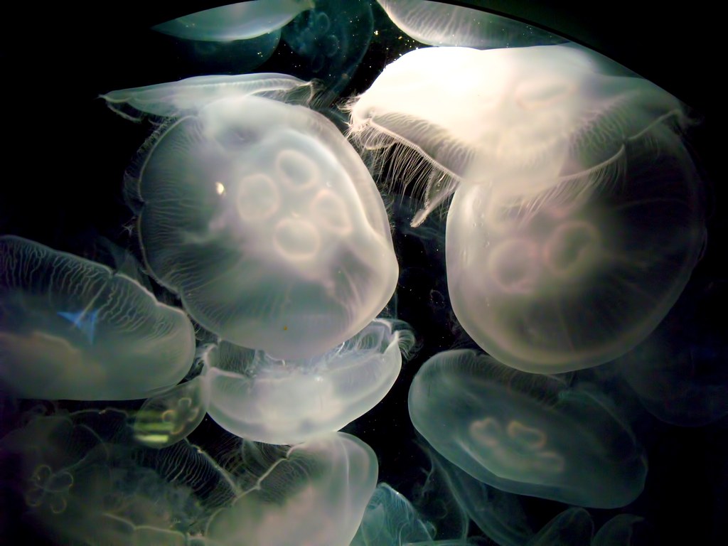 Moon jellies Aquarium of the Pacific, Long Beach, CA Frank Fujimoto