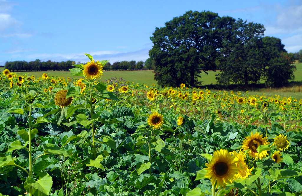 Sunflowers at Instone Court Sun flowers at Instone Court Flickr