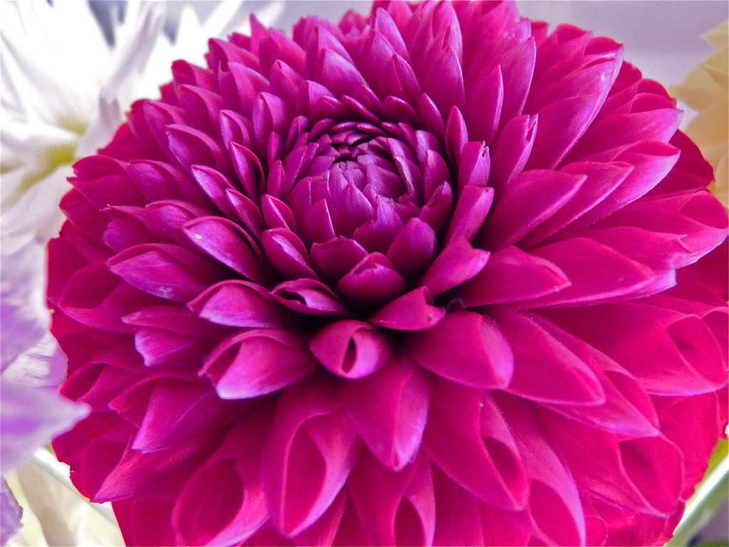Hot pink dahlia I love dahlias. Each one is like a work of… Stacia