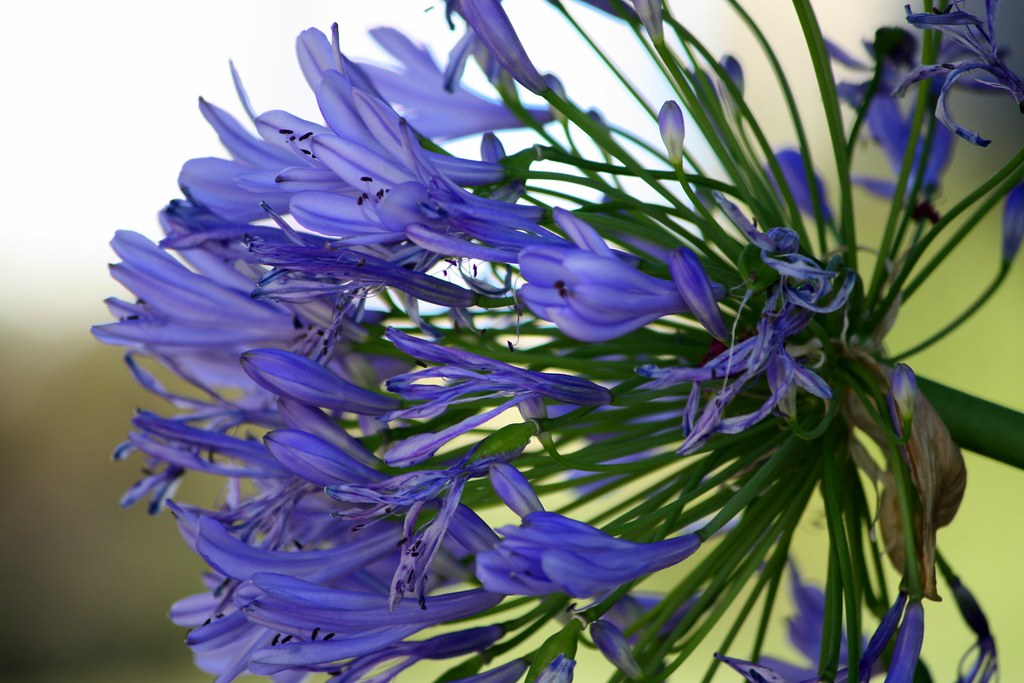 Hyperium, Pretty Purple Blooms I saw these lovely hyperium… Flickr