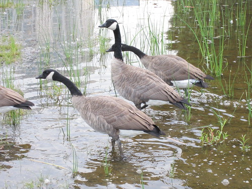 Geese in Bellevue russellb206 Flickr