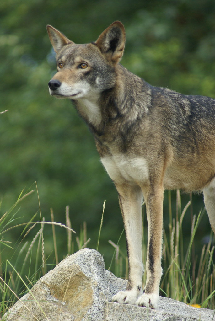 DSC04540 Red Wolf (Canis rufus) It is a North American can… Flickr