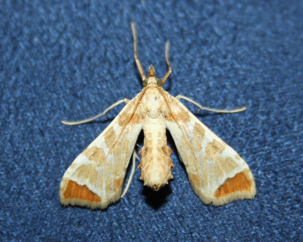 Crambidae>Sceliodes cordalis Eggplant fruit borer IMG4933 Flickr