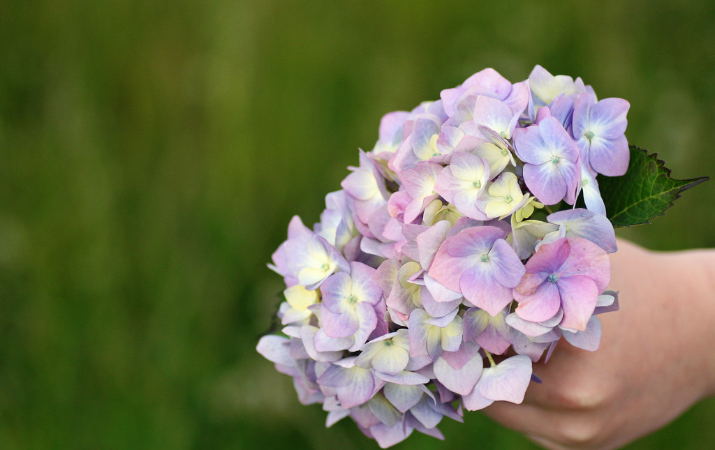 Old ladies flowers Catherine Yemm Flickr