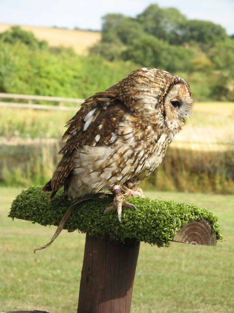 210811 Hatton Farm 121 shiro_ko Flickr