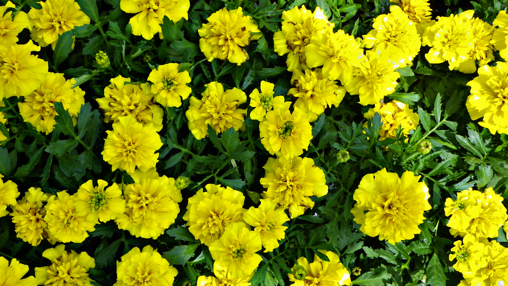 Flower 17 Flowers M Gleason Flickr