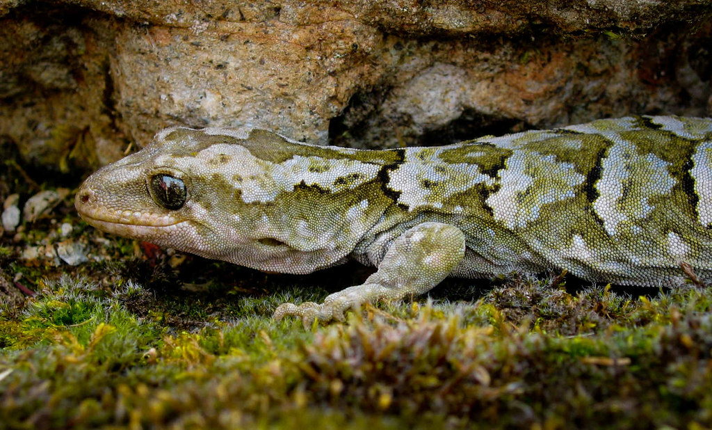 Orangespotted gecko Moke Valley This specimen turned