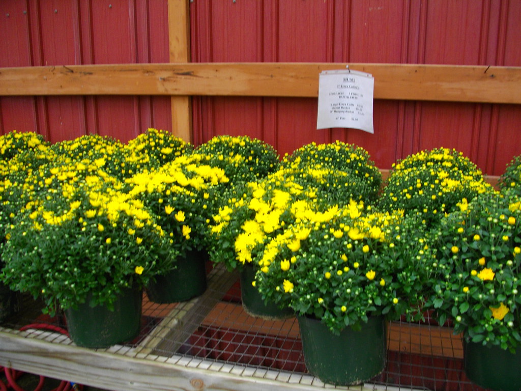 la rosa greenhouse (1) ashleighpotter6 Flickr