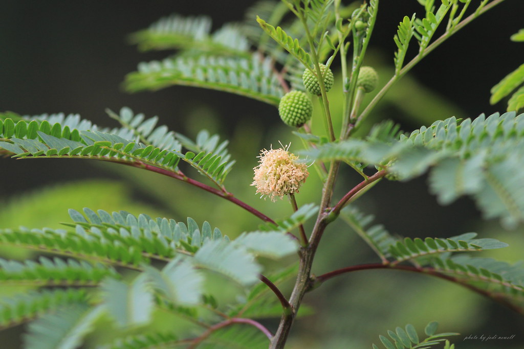 Leucaena leucocephala Tree of Life Nursery San Juan Capi… Flickr