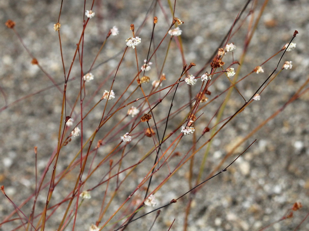 Pineland Buckwheat (Eriogonum molestum), Deer Springs Trai… Flickr
