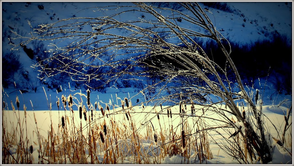 Wood River Land Trust Hailey Idaho, Frozen Cattails at the pond a photo on Flickriver
