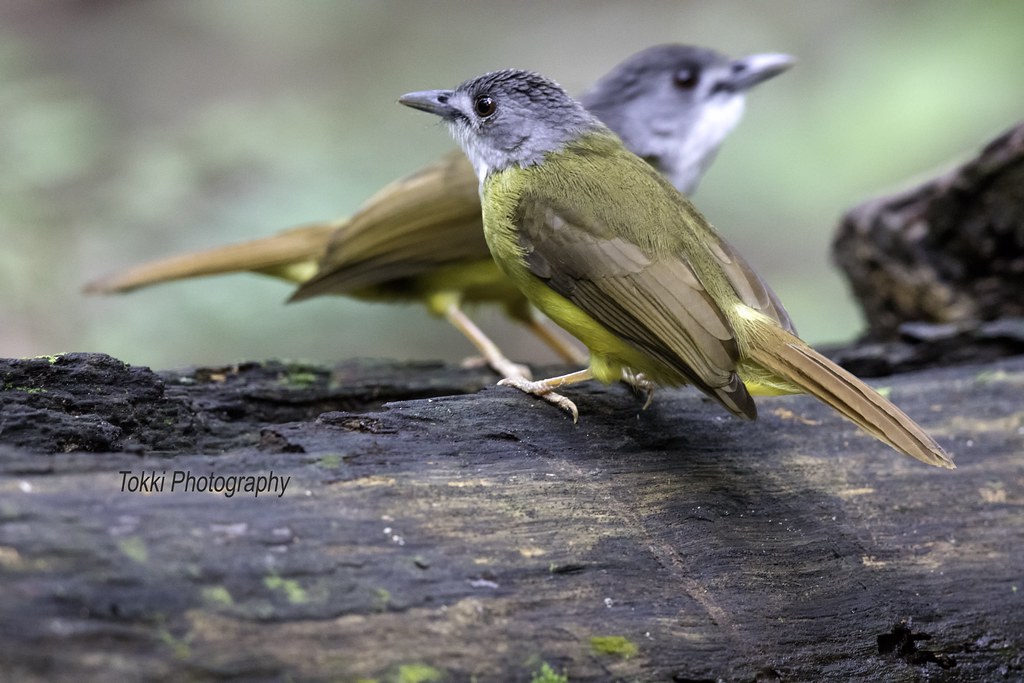Yellow Bellied Bulbul. Merbah Perut Kelabu. Rengit Lancha