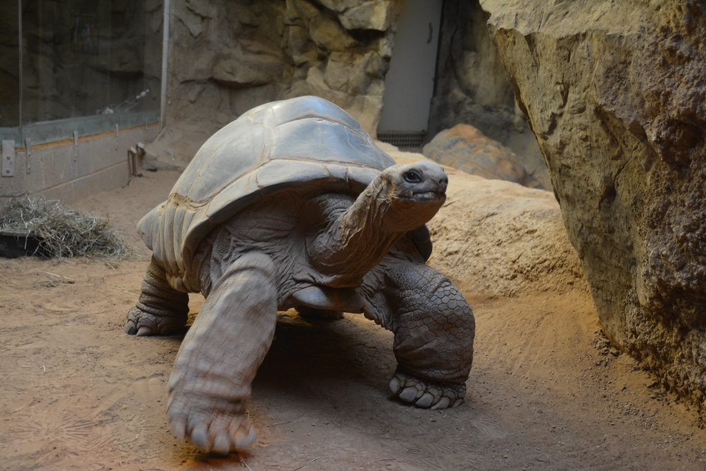 2017.03.12 Clyde Peeling's Reptiland, Allenwood, PA (331) Flickr