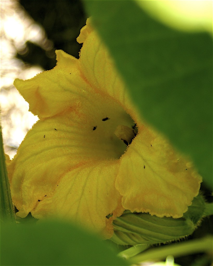 Squash blossom Margaret's/Diana's garden/ Swedg Flickr