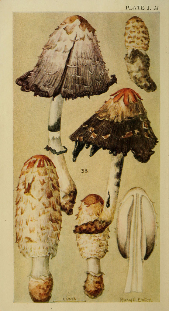 n9_w1150 Field book of common gilled mushrooms New York G… Flickr