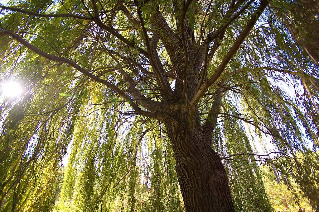 Under the Willow Under a Willow tree on Belle Isle. Eric Merrill