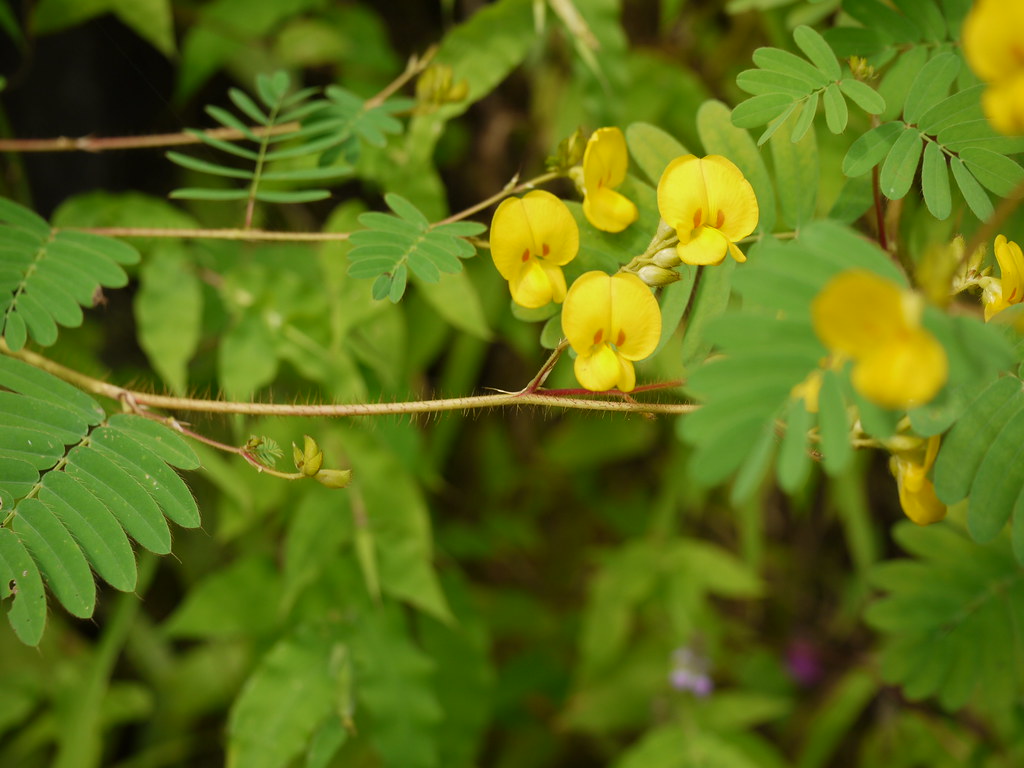 Motha Kavala (Marathi मोठा कवला) Fabaceae (pea, or legume… Flickr