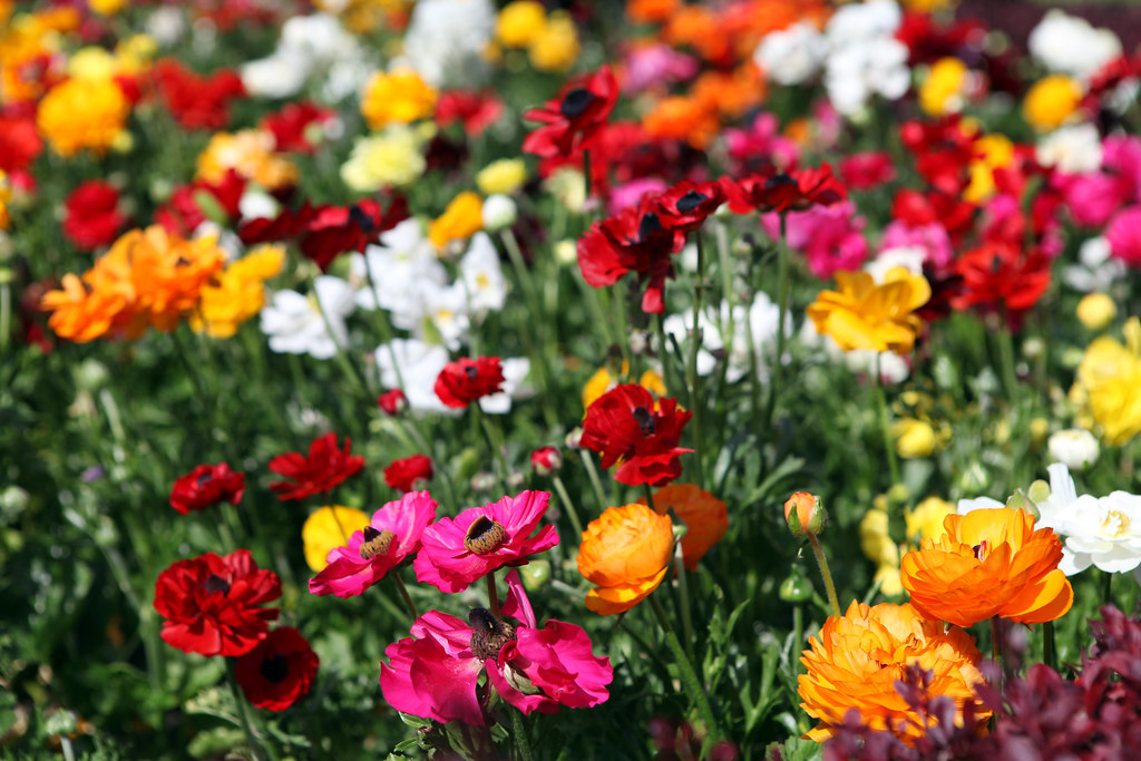 Bright flowers Royal Tasmanian Botanical Gardens in Hobart… Mikey