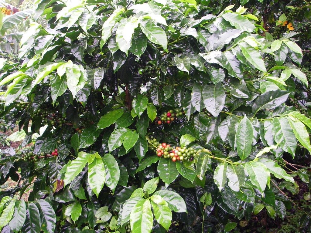 Costa Rica 1011(22) Coffee plant at the Heliconia Ranch c… Flickr