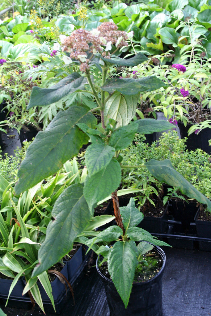 Hydrangea aspera ssp sargentiana x involucrata - a photo on Flickriver