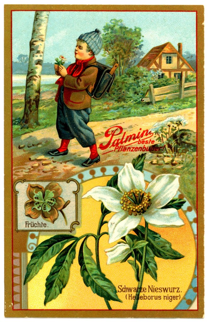 German Tradecard Poisonous Plants "Christmas Rose" Flickr