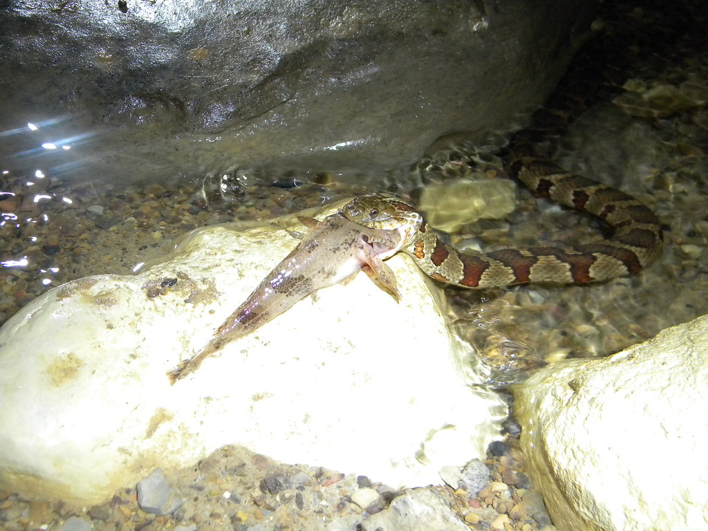 Midland Water Snake eating Fish at Whiteside Cave We spott… Flickr