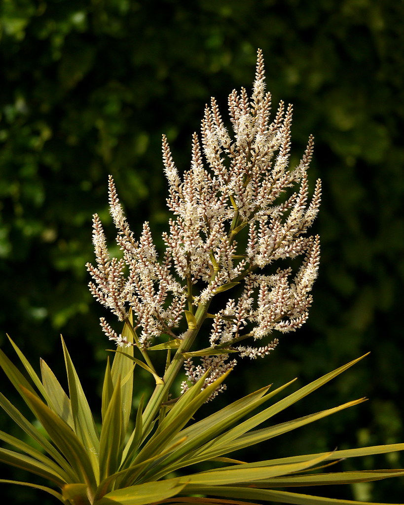 Cabbage Tree Flowers Cabbage Tree (Ti Kouka) inflorescence… Flickr