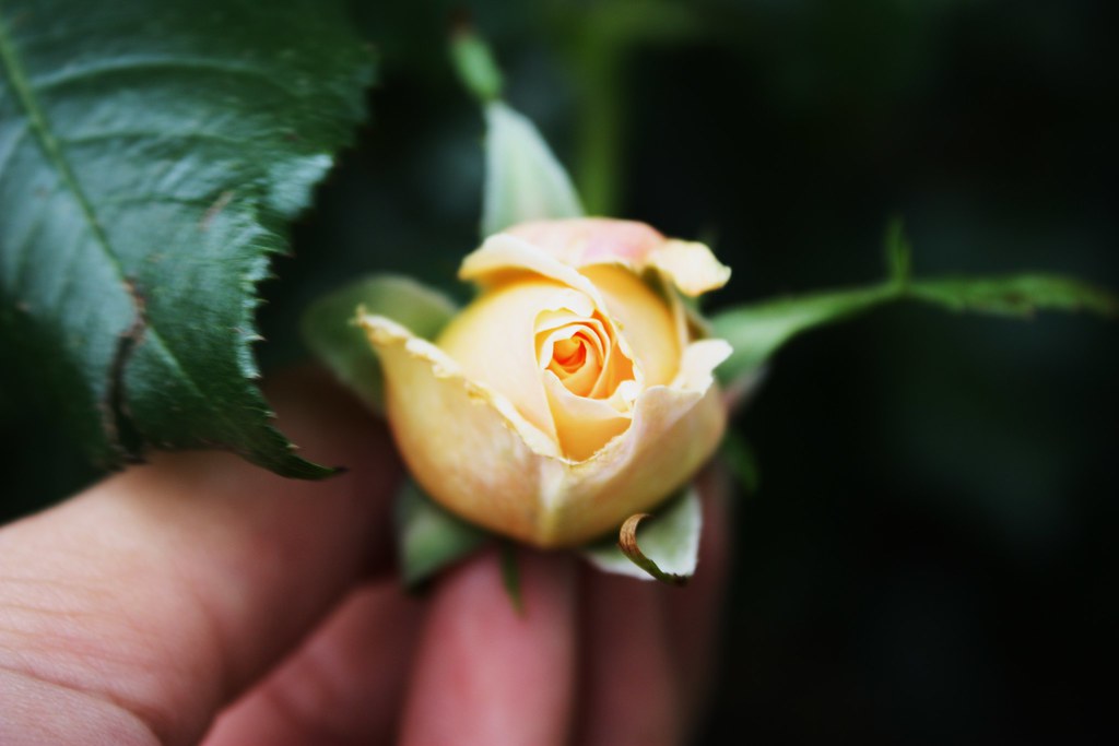 IMG_0058 Ana Maria Ardelean Flickr