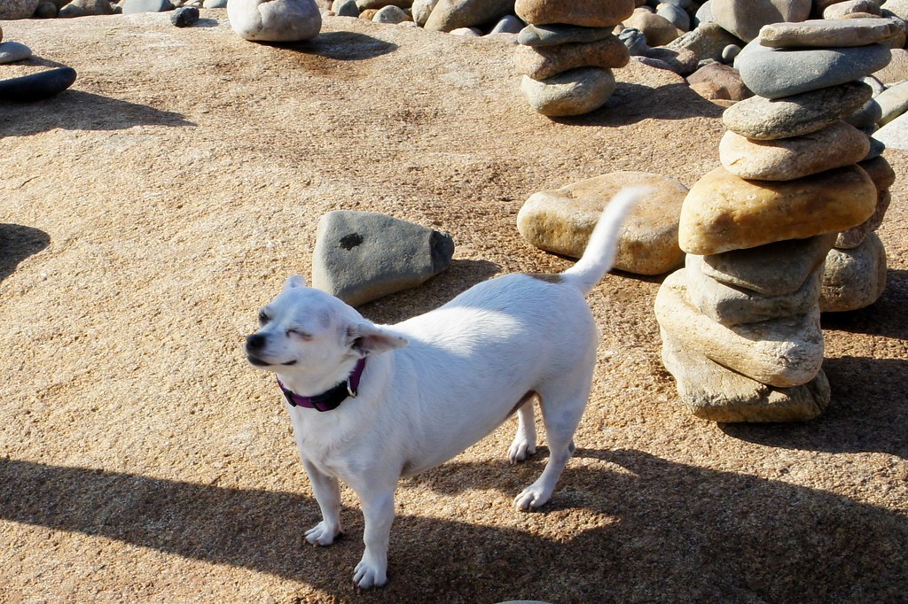 Top 10 Good Home Dogs That Will Make Your Heart Melt Pet Pawwy