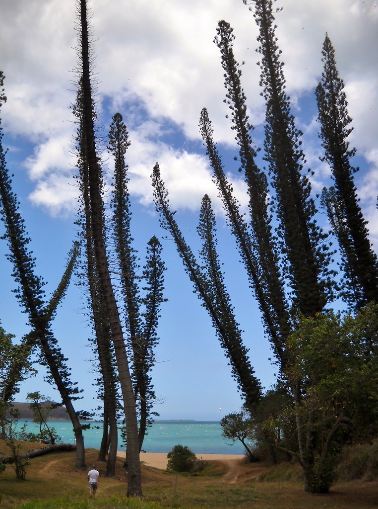 Araucarias baie des tortues Bourail NouvelleCalédonie gérard Flickr