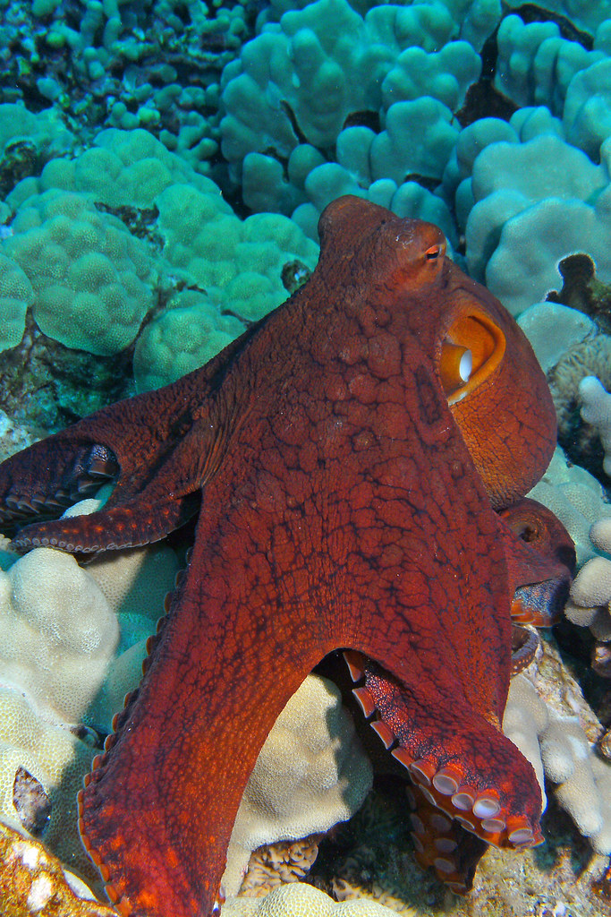 Beautiful Octopus "In the water, the octopus looks like a … Flickr