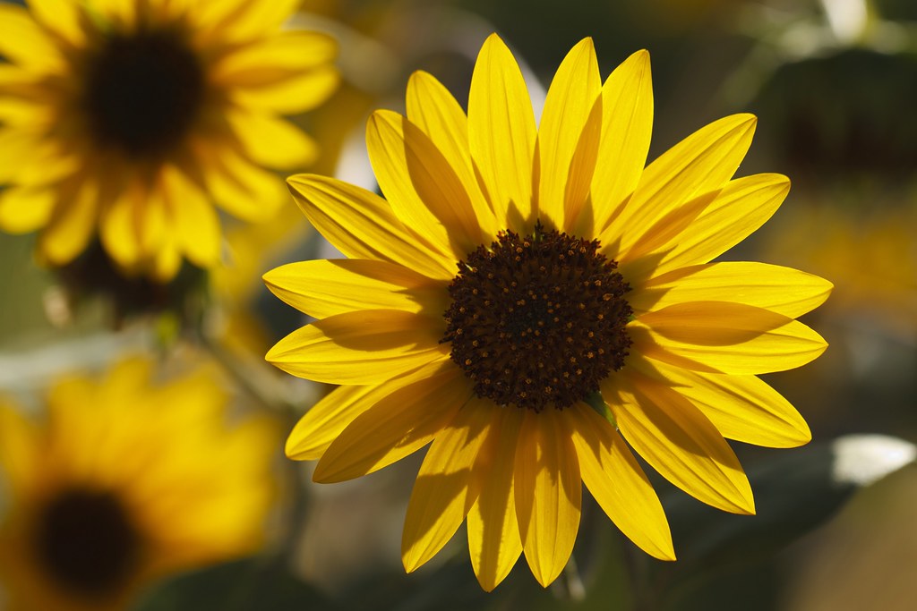 Sunflowers Denver Botanic Gardens Michael LevineClark Flickr
