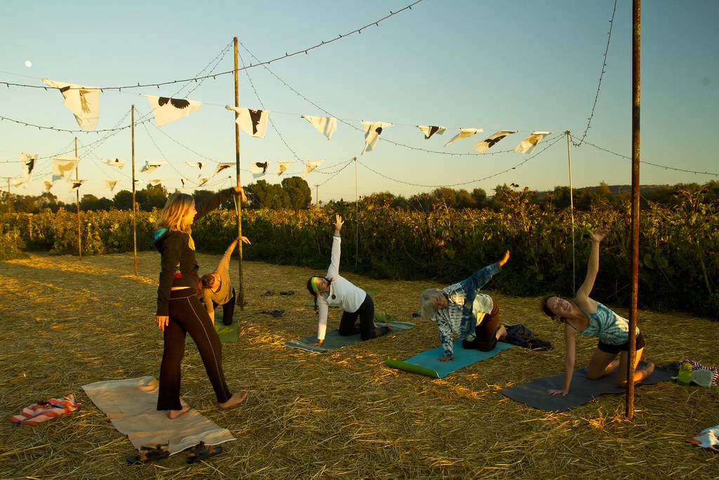 Sunflower Yoga1 Photo courtesy Jason McKenzie Suzie's Farm Flickr