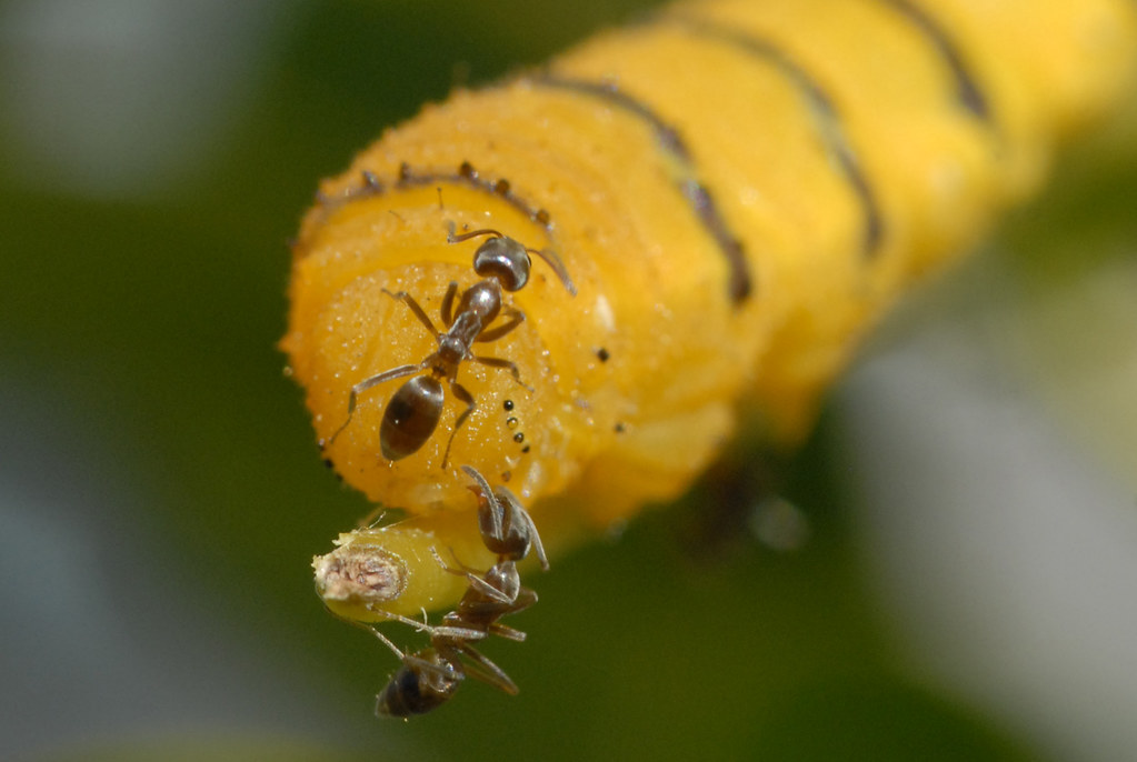 Yellow Sulfur caterpillar with Argentine ants Karen Zimmerman Flickr