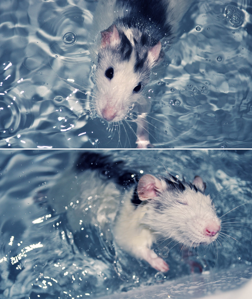 Rats first swim Peter Matthews Flickr