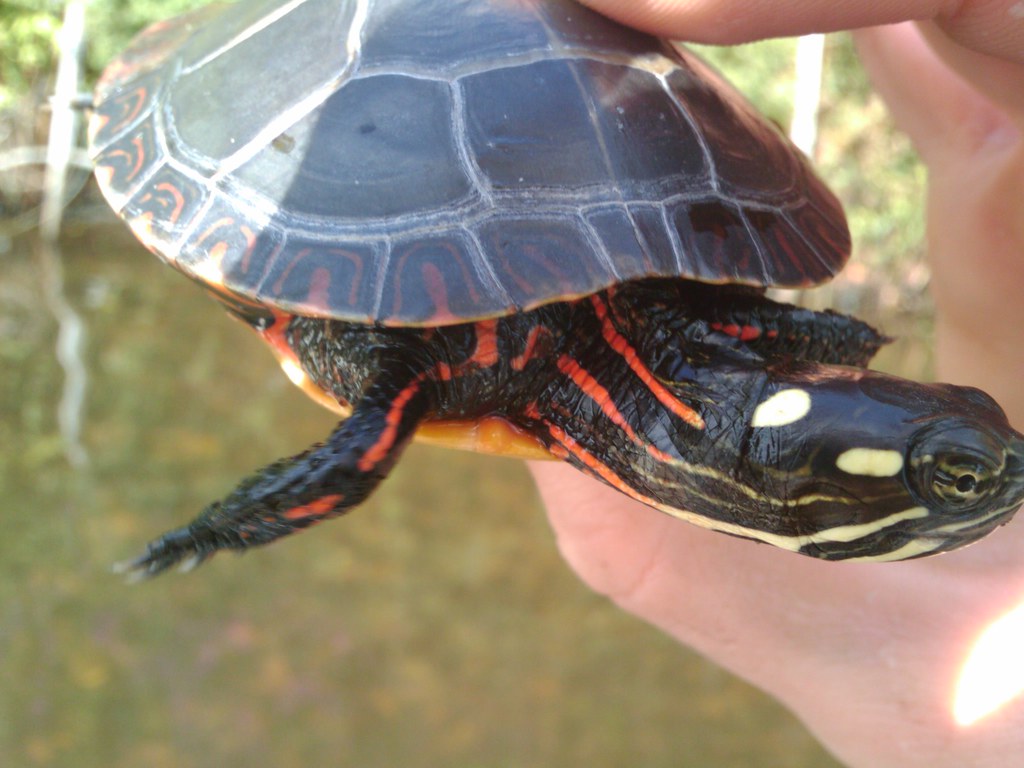 Painted turtle, Charles River, Watertown, Massachusetts Flickr