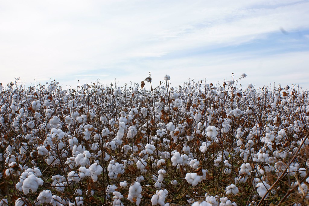 Cotton_Field Cotton Field photo taken in Prattville, Alaba