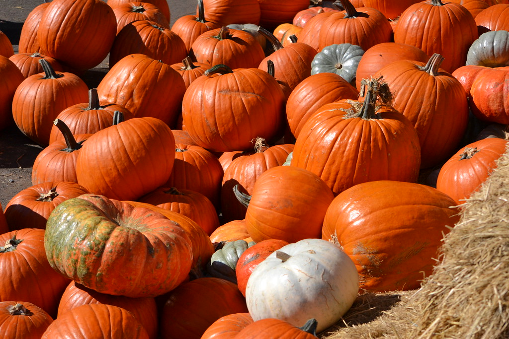 Apple Hill High Hill Ranch pumpkin patch. Terry Flickr