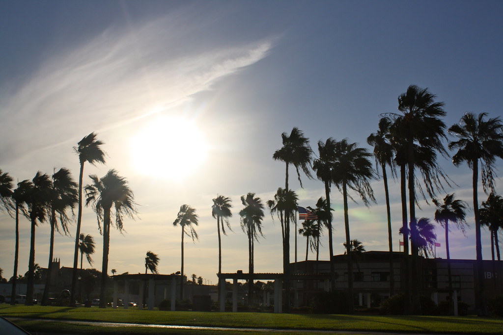 Corpus palm trees Virginia Albert Flickr