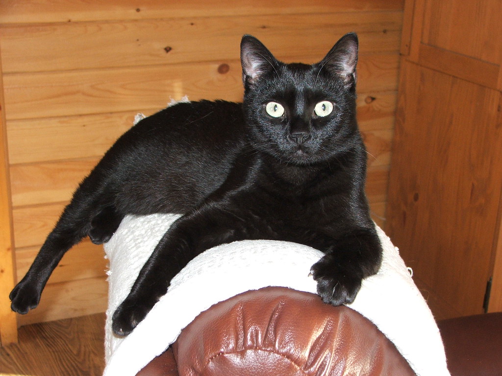 Cat this is Bug. Bug is a trouble maker ) Naturalcreationist Flickr