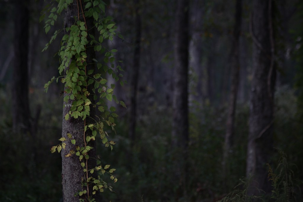 Elevation of Parker Rd, Prairieville, LA, USA Topographic Map