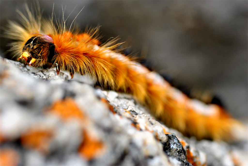 caterpillar Snapped this Caterpiller in Cape town Rodney fox Flickr